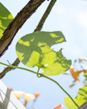 Green leaf Stock Photos
