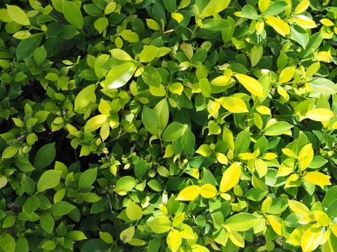 Green leaf Stock Photos