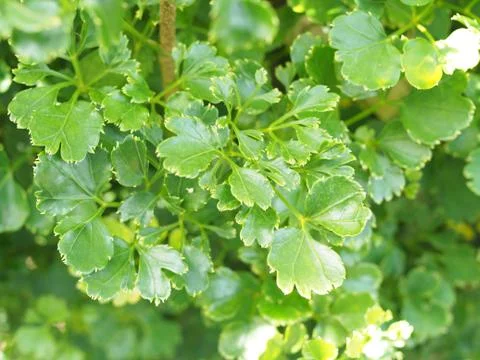 Green leaf Stock Photos