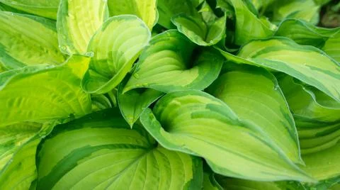 Green leaf Stock Photos