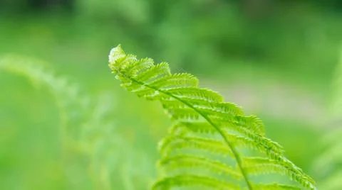 Green leaf Stock Photos