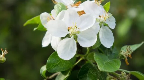 Green leaf Stock Photos