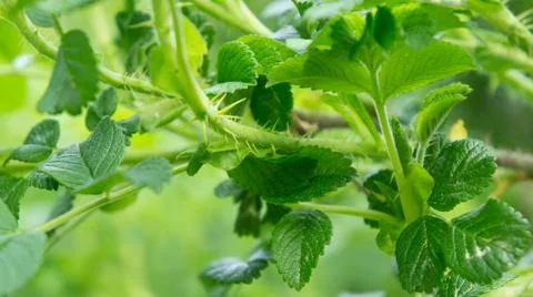 Green leaf Stock Photos