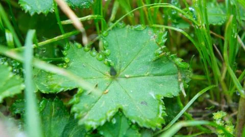 Green leaf Stock Photos