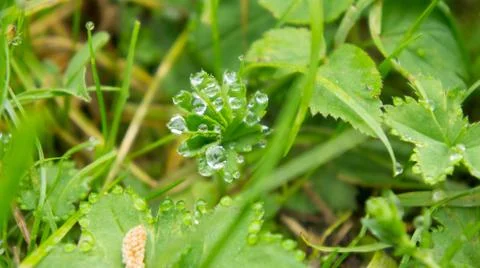 Green leaf Stock Photos
