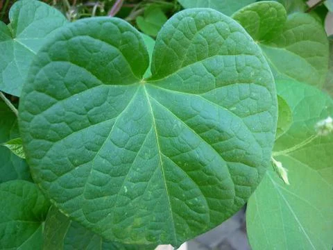Green leaf Foto stock