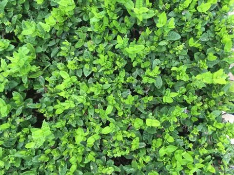 Green leaf Stock Photos