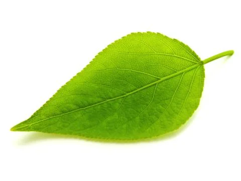 Green leaf Stock Photos