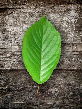 Green leaf Foto stock