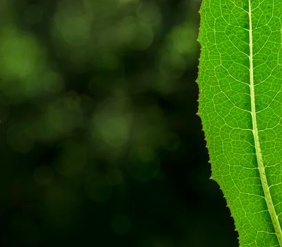 Green leaf Stock Photos