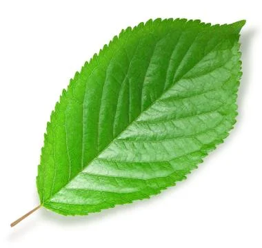 Green leaf Stock Photos