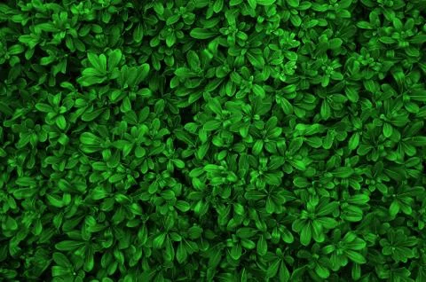 Green leaf Stock Photos