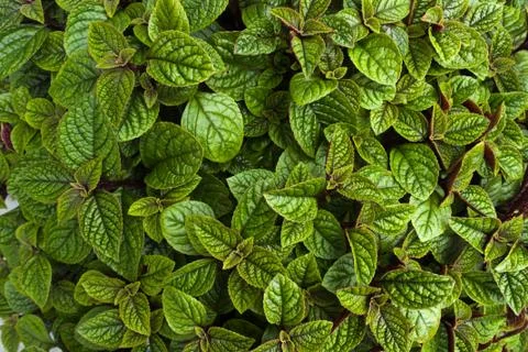 Green leaf Stock Photos