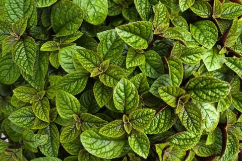 Green leaf Stock Photos