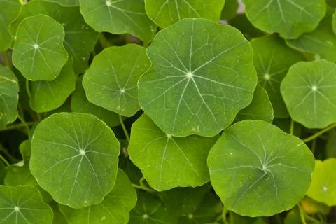 Green leaf Stock Photos