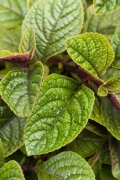 Green leaf Stock Photos