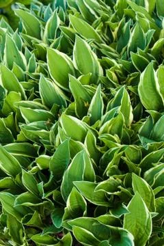 Green leaf Stock Photos