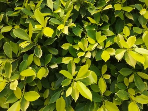 The Green leaf Stock Photos