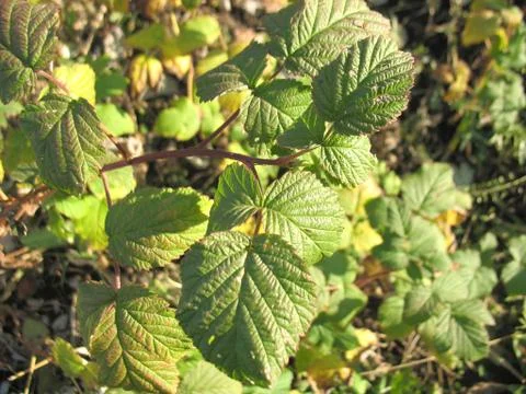 Green leaf Stock Photos
