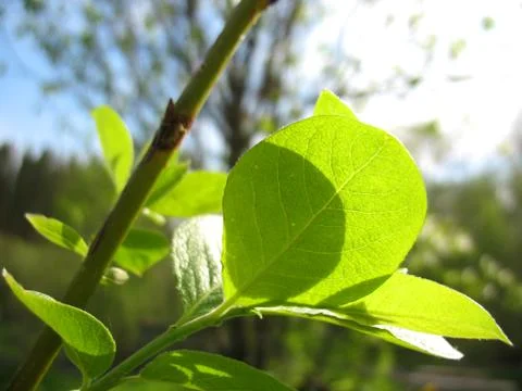 Green leaf Stock Photos