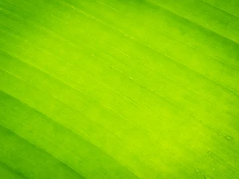 Green Leaf Stock Photos