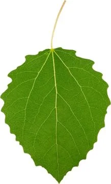 Green leaf. Foto stock