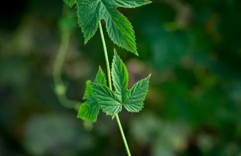 Green leaf Stock Photos
