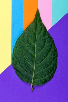 Green leaf Stock Photos