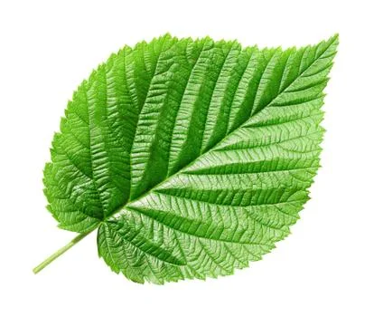 Green leaf. Stock Photos
