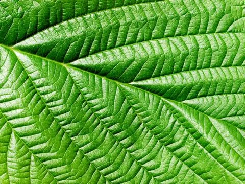 Green leaf. Stock Photos
