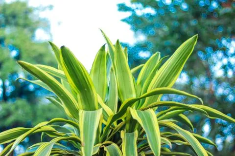 Green leaf Stock-Fotos