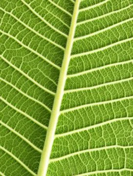 Green leaf Stock Photos