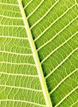 Green leaf Stock Photos