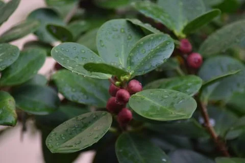 Green leaf Foto stock