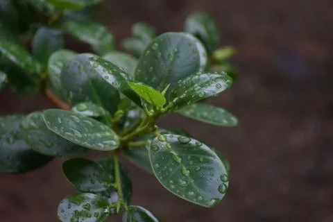 Green leaf Foto stock