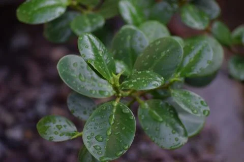 Green leaf Stock Photos