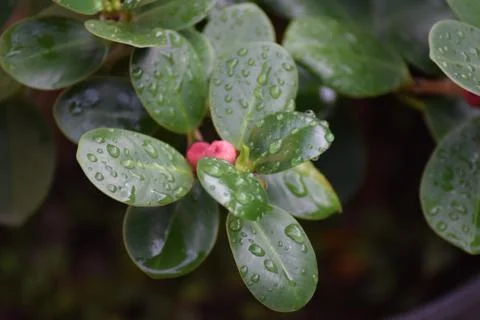 Green leaf Foto stock