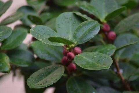 Green leaf Foto stock