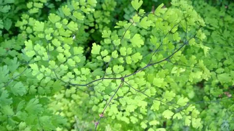 Green leaf Stock Photos