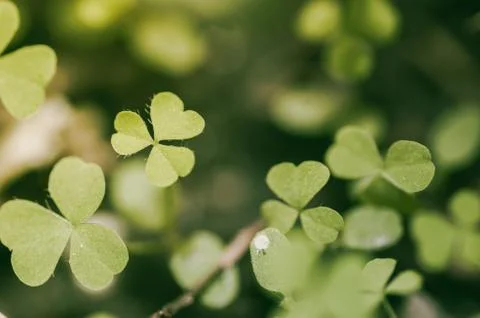 Green leaf Stock Photos