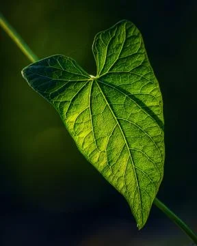Green Leaf Stock Photos