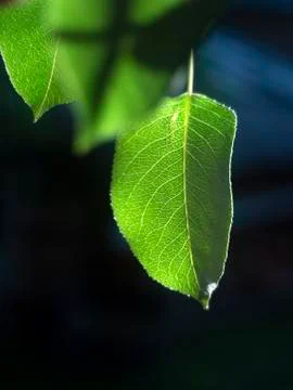 Green leaf Stock Photos