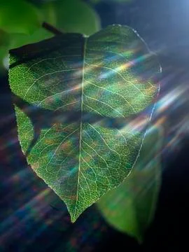 Green leaf Stock Photos