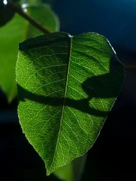 Green leaf Stock Photos