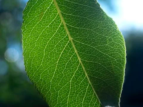 Green leaf Stock Photos