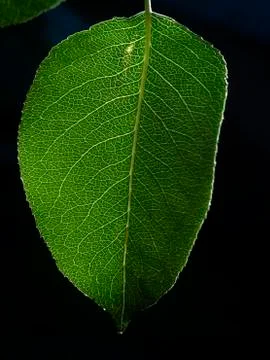 Green leaf Stock Photos
