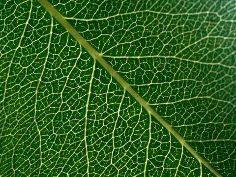 Green leaf Stock Photos
