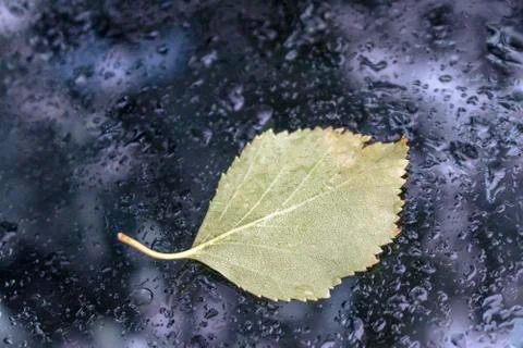 Green leaf. Stock Photos