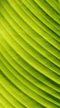 Green leaf Stock Photos