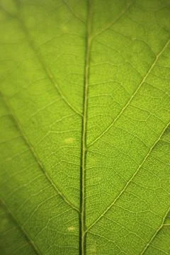 Green Leaf Stock Photos